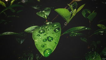 电脑桌面缺失声音图标,如何重新恢复正常状态?简易解决方法大揭秘 电脑桌面缺失声音图标,如何重新恢复正常状态?简易解决方法大揭秘