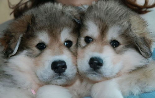 宠物配对连一连官方版下载-宠物配对连一连2024下载v.3.85 宠物配对连一连官方版下载-宠物配对连一连2024下载v.3.85