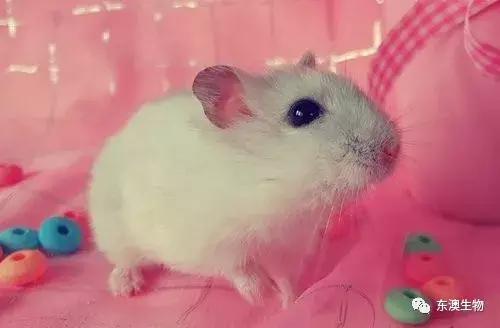 布偶科学实验0.1折下载-布偶科学实验手机版游戏下载v.8.91