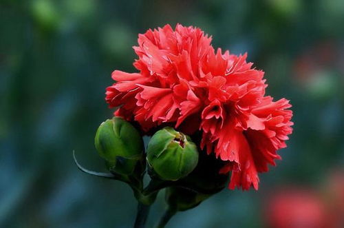 揭秘仙禁生红药的寓意与象征:与哪个生肖息息相关? 揭秘仙禁生红药的寓意与象征:与哪个生肖息息相关?