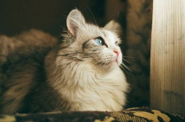 猫咪田园图鉴:探寻迷人猫咪的家园,揭秘它们的生活种种 猫咪田园图鉴:探寻迷人猫咪的家园,揭秘它们的生活种种