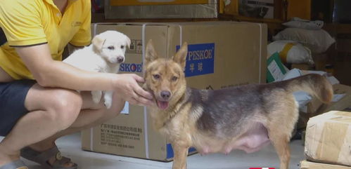 因狗引起的民事纠纷 天津处理方法与相关责任规定