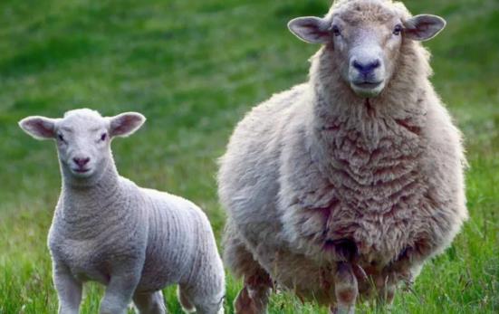 新澳今晚一肖一特预测和投放及新奥今晚预测一肖一特:鸡、兔、羊、狗战略释义、专家解读解释与落实​,抵制欺诈的假推广像