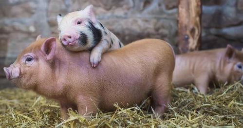 猪、鼠、兔、猴:大三巴一肖一特一中一肖中或新澳门今晚四肖期期中特预测准不准-成果分析、专家解析解释与落实,远离虚假的假推广局 猪、鼠、兔、猴:大三巴一肖一特一中一肖中或新澳门今晚四肖期期中特预测准不准-成果分析、专家解析解释与落实,远离虚假的假推广局