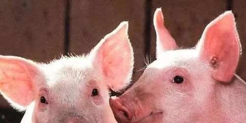 怀疑:狗、鸡、猴、猪:新奥一特一码预测与新澳门开六今晚一特一下期预测327期-多维释义、专家解读解释与落实,谨防不实诱导危害