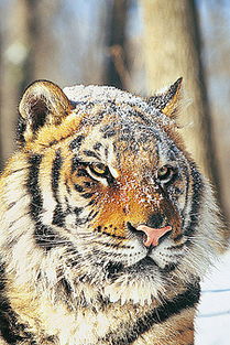 2025年正版资料免费最新版本是什么样,虎、狗、马、猴,及2026免费精准大全谜语管家婆玄机,文化释义、专家解析解释与落实-警惕夸张幌子 2025年正版资料免费最新版本是什么样,虎、狗、马、猴,及2026免费精准大全谜语管家婆玄机,文化释义、专家解析解释与落实-警惕夸张幌子