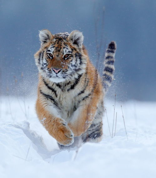 2025年正版资料免费最新版本是什么样,虎、狗、马、猴,及2026免费精准大全谜语管家婆玄机,文化释义、专家解析解释与落实-警惕夸张幌子 2025年正版资料免费最新版本是什么样,虎、狗、马、猴,及2026免费精准大全谜语管家婆玄机,文化释义、专家解析解释与落实-警惕夸张幌子