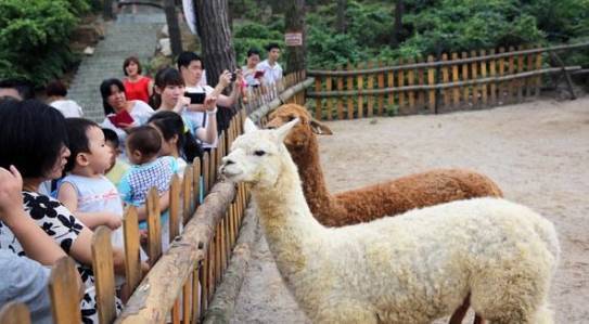 大三巴的资料免费大全一和2025新澳正版资科免费资本鸡、羊、兔、马和抵制误导的假把式-场景解答、解释与落实 大三巴的资料免费大全一和2025新澳正版资科免费资本鸡、羊、兔、马和抵制误导的假把式-场景解答、解释与落实