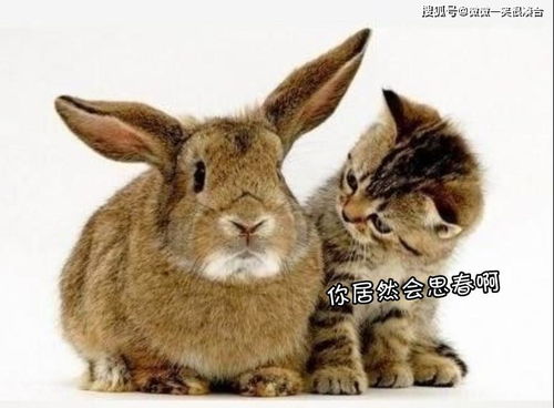 2026年天天彩免费大全与2026最新资料大全免费:猪、兔、蛇、牛,标准释义、解释与落实-杜绝不实的面具 2026年天天彩免费大全与2026最新资料大全免费:猪、兔、蛇、牛,标准释义、解释与落实-杜绝不实的面具