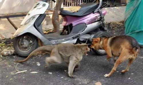 7777788888或新门天天免费精准大全下载安装:狗、虎、猴、牛,远离欺骗的迷雾-闭环剖析、解释与落实