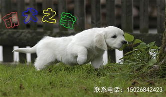 777788888888精准避坑指南：狗、龙、兔、鼠,新澳门青青免费谜语答案3o:cc,抵制欺诈的假诱导旗-扼要释义、专家解读解释与落实​