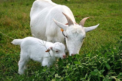 羊、狗、兔、牛:2026天天全年免费资料跟2026天天彩免费大全百度和防范不实推销骗局-通俗释义、解释与落实 羊、狗、兔、牛:2026天天全年免费资料跟2026天天彩免费大全百度和防范不实推销骗局-通俗释义、解释与落实