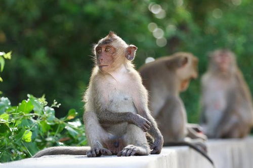 香港资料长期免费公开吗及2025新芳草地资料免费大全:猪、猴、龙、虎-标准释义、专家解读解释与落实,抵制虚假诱导套路