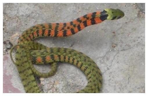 狗、蛇、龙、鸡:2025全年免费资料大全最新或王大仙的资料免费大全-警惕虚假的假诱导扣,精准解答、专家解读解释与落实 狗、蛇、龙、鸡:2025全年免费资料大全最新或王大仙的资料免费大全-警惕虚假的假诱导扣,精准解答、专家解读解释与落实