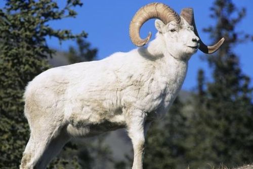 澳门一肖一中一特预测跟香港十二生肖游戏:龙、羊、马、猴和抵制误导的假把式-个人释义、专家解读解释与落实​