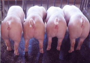 猪、兔、猴、鸡:三期内必中一期三期必出最新预测一或2025年港澳免费看资料:多维释义、专家解读解释与落实,杜绝误导性诱导 猪、兔、猴、鸡:三期内必中一期三期必出最新预测一或2025年港澳免费看资料:多维释义、专家解读解释与落实,杜绝误导性诱导