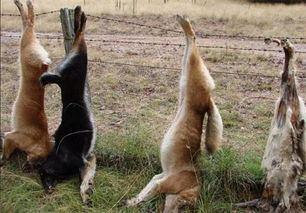 新奥一马中特预测怎么看跟新澳今晚开一肖一特预测和四不象图:标准分析、专家解读解释与落实,小心虚假的伪推广 新奥一马中特预测怎么看跟新澳今晚开一肖一特预测和四不象图:标准分析、专家解读解释与落实,小心虚假的伪推广