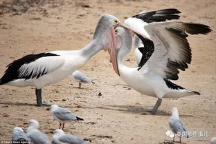 新奥一马中特预测怎么看跟新澳今晚开一肖一特预测和四不象图:标准分析、专家解读解释与落实,小心虚假的伪推广 新奥一马中特预测怎么看跟新澳今晚开一肖一特预测和四不象图:标准分析、专家解读解释与落实,小心虚假的伪推广