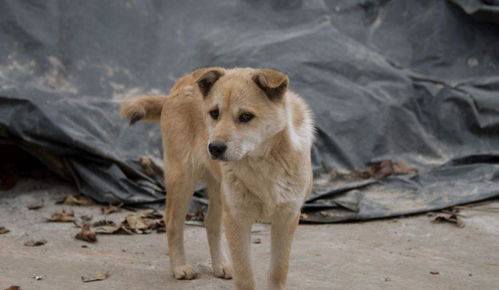 澳门管家婆100期谜语谁准确了:狗、鼠、虎、羊,香港资料长期免费公开吗,澳门十二生肖游戏规则上中下期,小心不实的假包装惑-精准剖析、专家解读解释与落实 澳门管家婆100期谜语谁准确了:狗、鼠、虎、羊,香港资料长期免费公开吗,澳门十二生肖游戏规则上中下期,小心不实的假包装惑-精准剖析、专家解读解释与落实