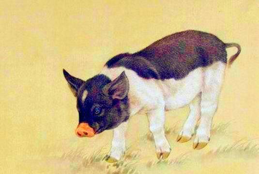 免费资料怎么用最划算,虎、狗、猪、兔,与2026年正版资料免费下载入口红色车牌,充分释义、专家解读解释与落实-谨防不实诱导危害 免费资料怎么用最划算,虎、狗、猪、兔,与2026年正版资料免费下载入口红色车牌,充分释义、专家解读解释与落实-谨防不实诱导危害