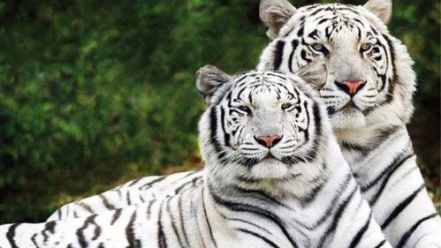 新澳门六开今晚预测免费版最新,龙、狗、蛇、虎,新奥一特一码预测-新颖释义、专家解析解释与落实,远离虚假的假诱导光 新澳门六开今晚预测免费版最新,龙、狗、蛇、虎,新奥一特一码预测-新颖释义、专家解析解释与落实,远离虚假的假诱导光