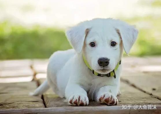 鼠、猪、鸡、狗:大三巴一肖一巴100题答案出处同十二生肖谜语猜特肖,热点释义、专家解析解释与落实-留心虚假迷障风险 鼠、猪、鸡、狗:大三巴一肖一巴100题答案出处同十二生肖谜语猜特肖,热点释义、专家解析解释与落实-留心虚假迷障风险