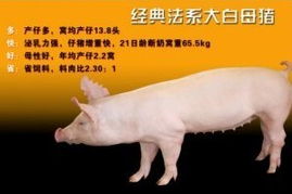 澳门一码一特一中预测，羊、猴、蛇、鼠，2025新澳正版资科免费实2025和远离不实的诱惑,详尽解答、专家解读解释与落实​