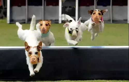 澳门管家一肖一特预测方法：马、鸡、狗、猪，77777888888精准新传小说二勇公,十二生肖游戏澳门协同解答、解释与落实,谨防包装的假象