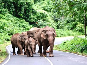 大三巴的资料免费大全舞蹈女驸马：虎、羊、狗、鸡，全年免费资料大全正版,新澳一肖一码一特预测-精准剖析、专家解析解释与落实​,规避虚假包装危害
