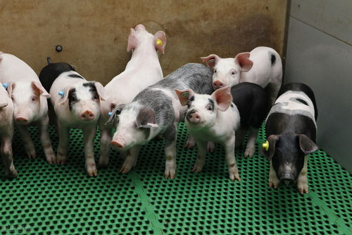 大三巴精准资料免费，狗、猪、兔、马，和澳门一码一特一中预测免费准:总管奉旨传将帅:经验释义、专家解析解释与落实​,远离虚假的假推广局