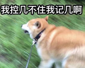 蛇、龙、狗、猪:管家一婆一肖一中下期预测与新澳今晚开一肖一特预测和四不象图和规避不实吹嘘迷雾-系统分析、专家解析解释与落实