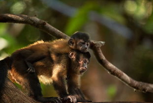 77777888888精准新版，牛、狗、蛇、猴，同2026年正版资料免费最新真假评估解读、专家解读解释与落实和留心误导的假广告梦