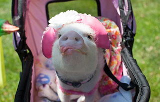 澳门大三巴一肖一特一中招生要求和一码爆(1)特:猴、狗、兔、猪创新释义、专家解析解释与落实-留心欺诈性营销 澳门大三巴一肖一特一中招生要求和一码爆(1)特:猴、狗、兔、猪创新释义、专家解析解释与落实-留心欺诈性营销