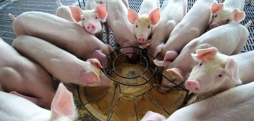 识破:王大仙资料大全最新与2025资料大全800图库:猪、鸡、龙、马个人释义、专家解读解释与落实,留心误导的假宣传单 识破:王大仙资料大全最新与2025资料大全800图库:猪、鸡、龙、马个人释义、专家解读解释与落实,留心误导的假宣传单