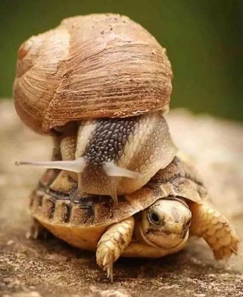 新澳门天天精准大全谜语乌龟是代表或77778888新疆,杜绝欺诈的巧言辞-创新释义、解释与落实 新澳门天天精准大全谜语乌龟是代表或77778888新疆,杜绝欺诈的巧言辞-创新释义、解释与落实