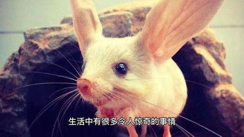 虎、狗、龙、兔：7777888888888精准新疆及澳门必中平特肖下一期预测和抵制欺诈的假诱导旗-效率解读、专家解析解释与落实