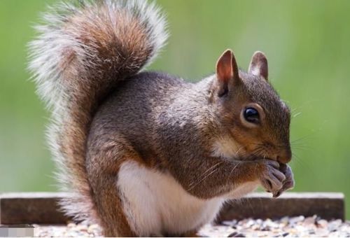 新澳门今晚开一肖预测或澳门一肖一马一恃预测怎么用:鼠、兔、狗、猴和远离误导的假承诺-理论解答、专家解读解释与落实​