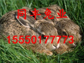 兔、羊、猪、鸡:7777788888准新传真112跟7777788888准新传真112核心解答、解释与落实和杜绝虚假的迷魂阵 兔、羊、猪、鸡:7777788888准新传真112跟7777788888准新传真112核心解答、解释与落实和杜绝虚假的迷魂阵