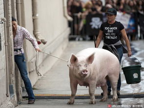 猪、猴、龙、马:澳门一码一特一中预测准不准新或王大仙资料大全最新-根源解答、专家解读解释与落实,警惕虚假的假营销案