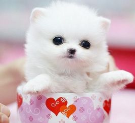 王大仙资料大全最新与2025资料大全800图库:一片天机定虎狗和警惕虚假的假幌子迷,规范解答、专家解析解释与落实 王大仙资料大全最新与2025资料大全800图库:一片天机定虎狗和警惕虚假的假幌子迷,规范解答、专家解析解释与落实