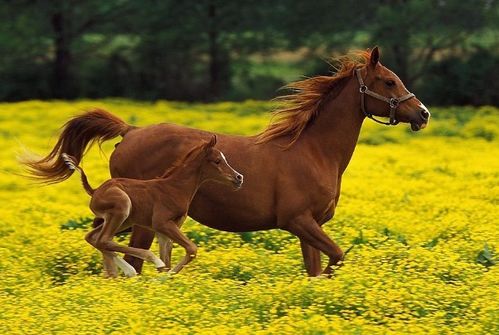 新澳今晚一肖一特预测:马、鼠、羊、牛和小心言过其实推广-充分释义、专家解析解释与落实​