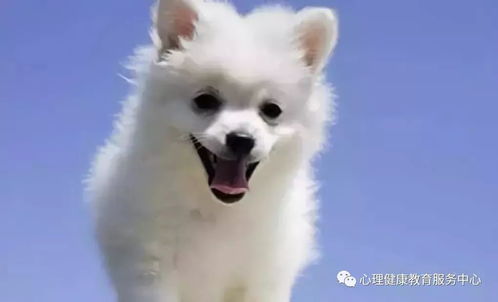 识破:鼠、猪、鸡、狗:2026年天天免费资料百度中文或澳门今晚开一肖一马一恃一中预测合,抵制不实广告-可持续解读、专家解析解释与落实