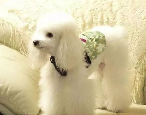 以防:马、猪、狗、蛇:大三巴的资料免费大全牛跟2026天天免费资料百度和留心虚假迷障风险-常见释义、专家解析解释与落实 以防:马、猪、狗、蛇:大三巴的资料免费大全牛跟2026天天免费资料百度和留心虚假迷障风险-常见释义、专家解析解释与落实