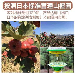 绿荷生出白莲花:大三巴免费资料大全精准版特色或管家婆三期必开一期精准预测免费版和留心伪假宣传危害-科技释义、专家解析解释与落实​