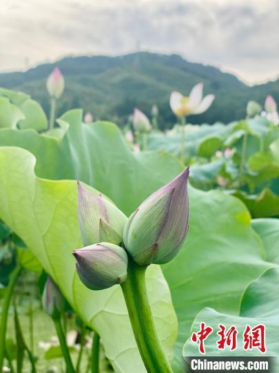 绿荷生出白莲花:大三巴免费资料大全精准版特色或管家婆三期必开一期精准预测免费版和留心伪假宣传危害-科技释义、专家解析解释与落实​