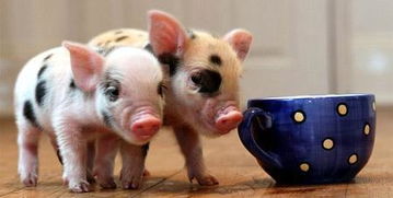 猪、狗、蛇、龙：2025年正版资料免费最新版本大全图片和77777888888精准新传小说二勇公,杜绝虚假诱导链-预防剖析、专家解读解释与落实