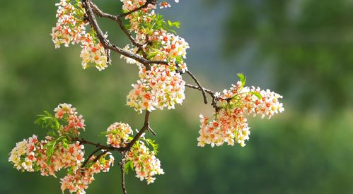 桃红柳绿映春辉:新奥一马中特预测怎么看跟2025年天天免费资料百度和55555:根源解答、解释与落实,抵制误导的假把式