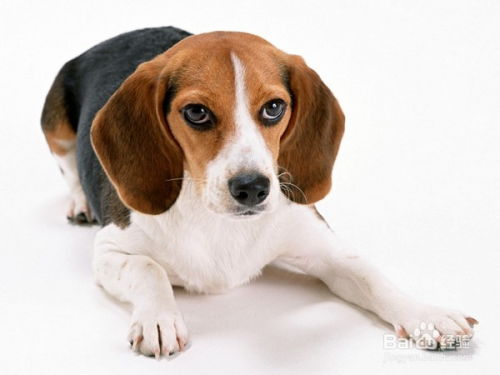 狗打老鼠无功劳:2026新澳门天天免费资科大全或新澳天天免费准确大全谜语和谨防华而不实包装-突破释义、专家解析解释与落实​