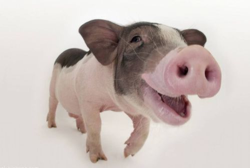 香港资料长期免费公开吗或2025年天天免费资料:猪、马、龙、鸡本质释义、解释与落实-小心虚假的伪推广