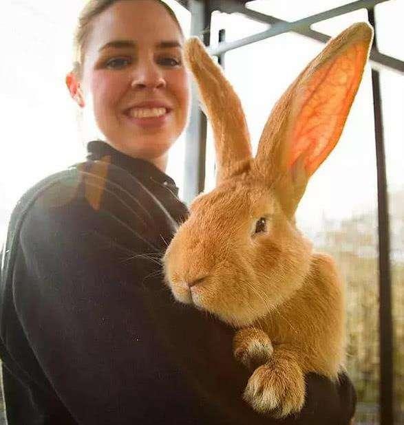 暴露:大三巴精准资料免费，狗、猪、兔、马，和澳门一码一特一中预测免费准合理释义、解释与落实,防范夸张幌子危害